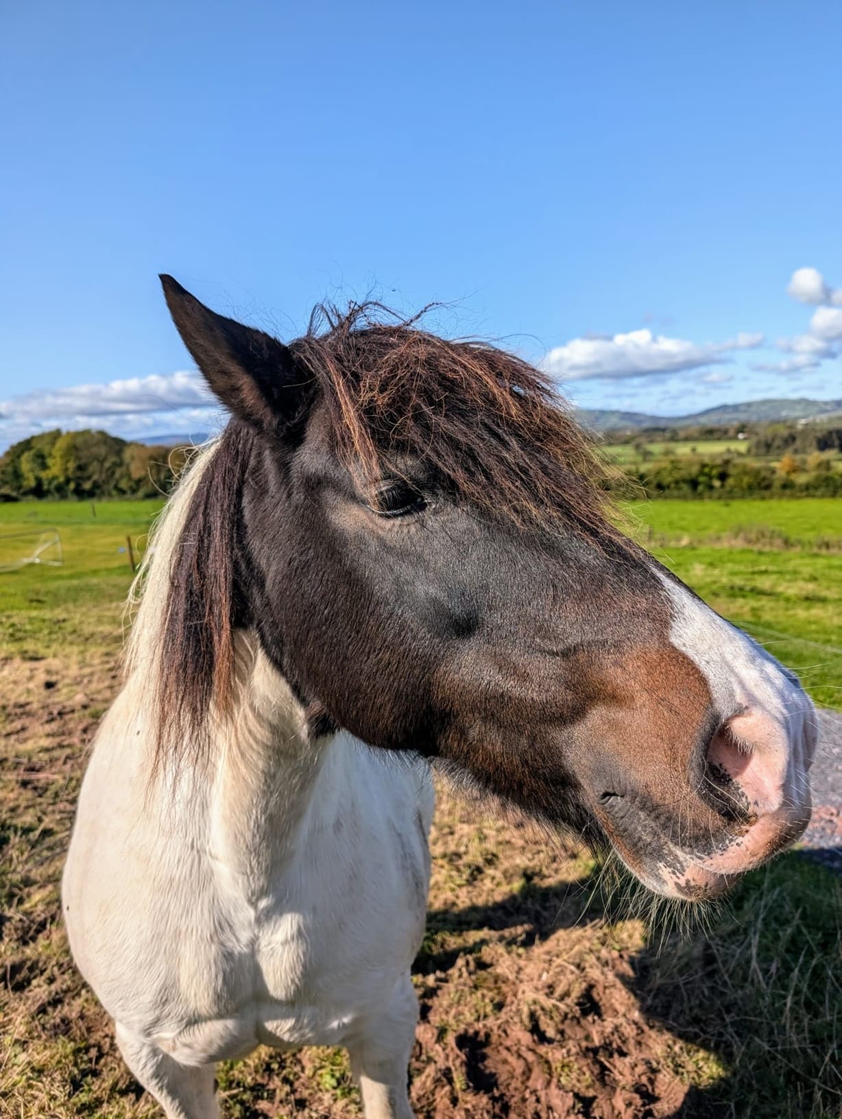 Lola the pony at Lola's Escape